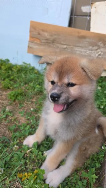 Affido cuccioli adorabili in adozione | Foto 0
