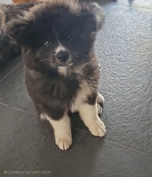 Affido cuccioli adorabili in adozione | Foto 0