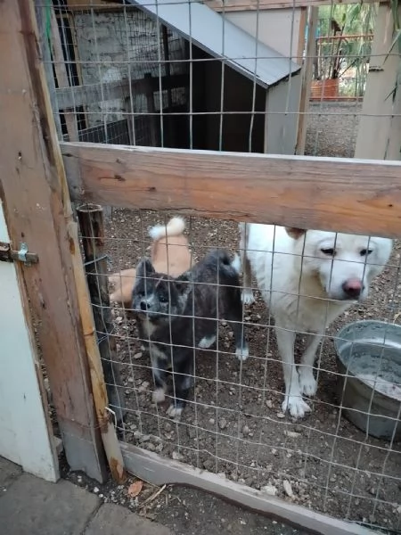 Akita inu | Foto 5