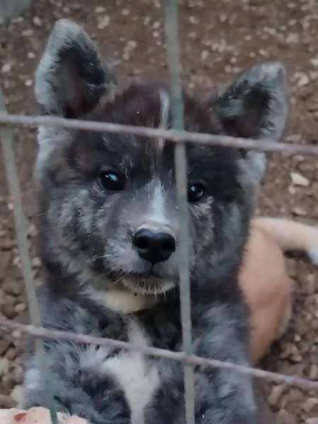 Akita inu | Foto 4