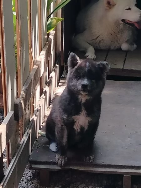 Akita inu | Foto 3