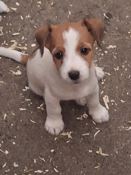 Vendita Jack | Foto 4