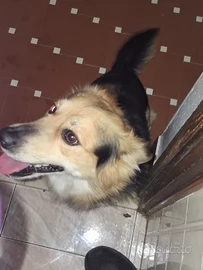 Regalo cane volpino con incrocio jack russel