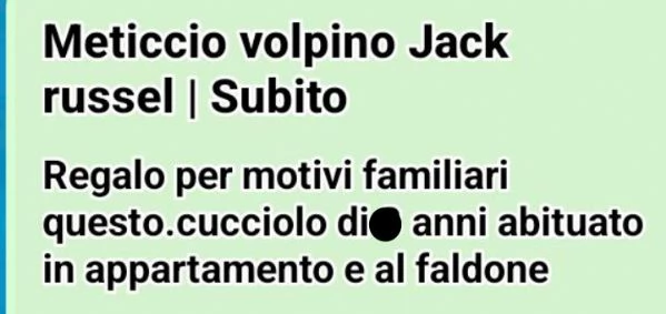 Regalo cane volpino con incrocio jack russel | Foto 0