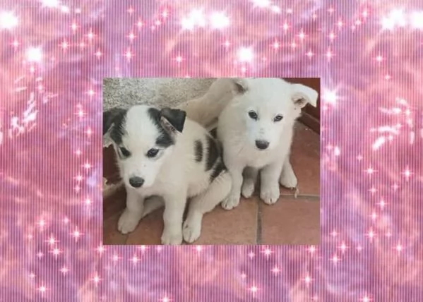 Regalo cuccioli di cane un maschio e una femmina provincia di Palermo