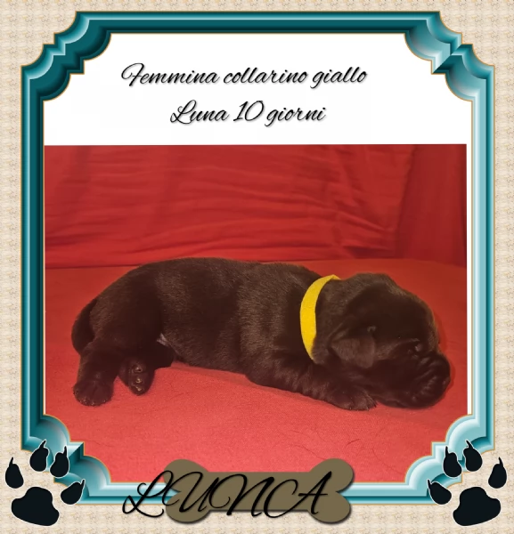 Cuccioli labrador Retriever cioccolato 