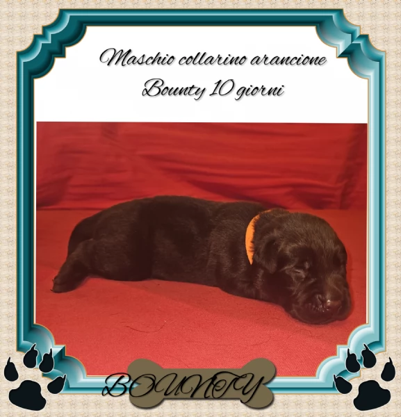 Cuccioli labrador Retriever cioccolato  | Foto 4