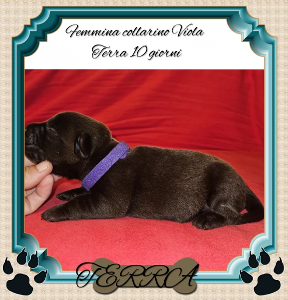 Cuccioli labrador Retriever cioccolato  | Foto 3