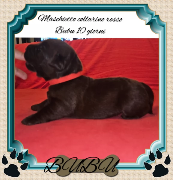 Cuccioli labrador Retriever cioccolato  | Foto 1