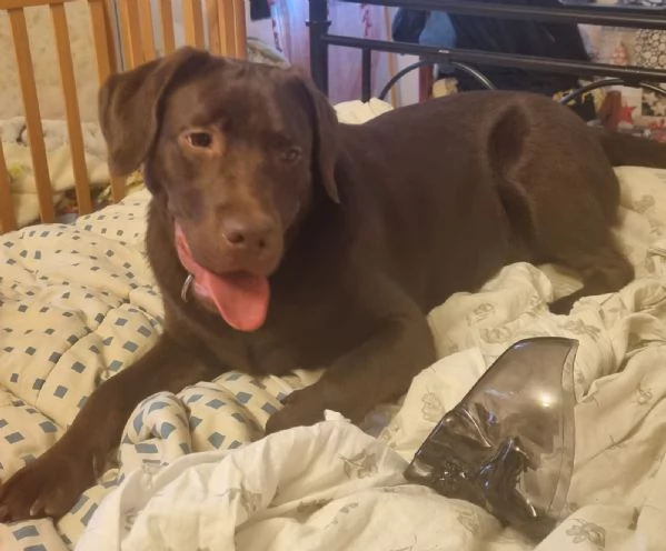 Cucciola labrador Retriever cioccolato  | Foto 1