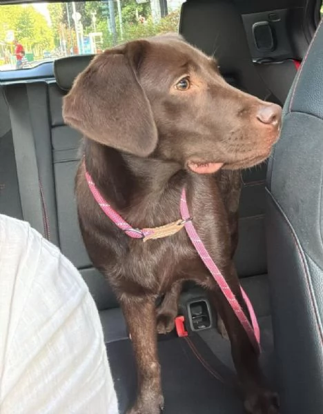 Cucciola labrador Retriever cioccolato  | Foto 0