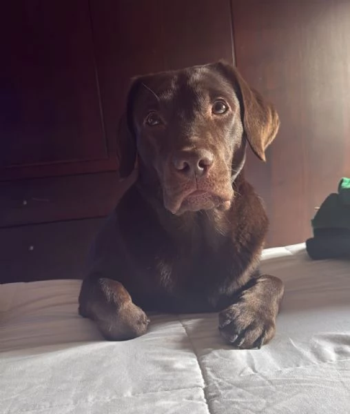 Cucciola labrador Retriever cioccolato 
