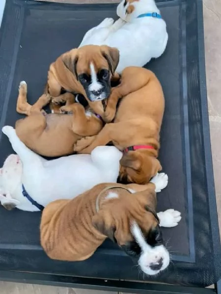 boxer for adoption
