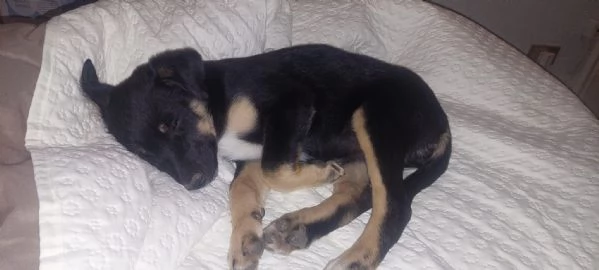Cucciola di cane Pinscher