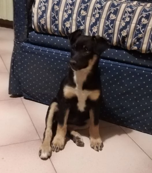 Cucciola di cane Pinscher | Foto 3