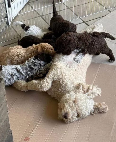 Lagotto maschio e femmina per ladozione