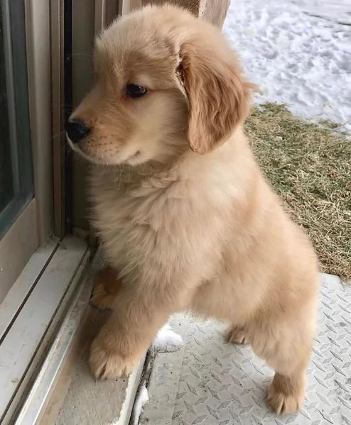 Golden retriever maschio e femmina per ladozione sono