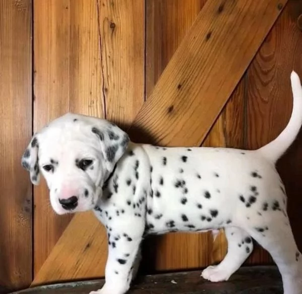 Dalmata maschio e femmina per ladozione sono | Foto 1