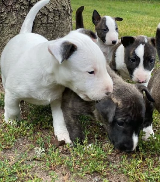 Bull terrier aschio e femmina per ladozione sono | Foto 0