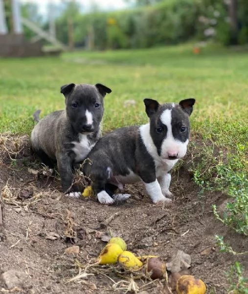 Bull terrier aschio e femmina per ladozione sono