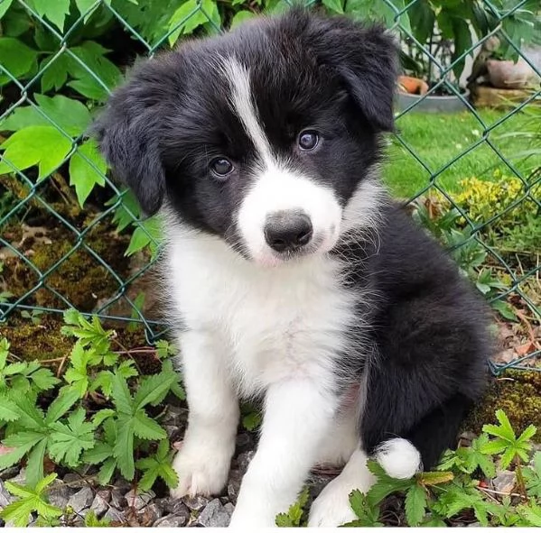 Border collie maschio e femmina per ladozione sono | Foto 0