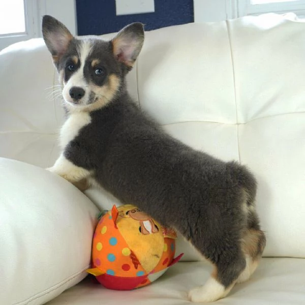 3mesi Welsh corgi  maschio e femmina per ladozione 
