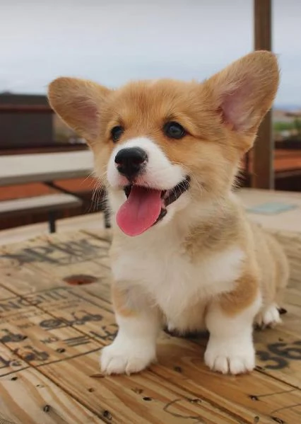 3mesi Welsh corgi  maschio e femmina per ladozione  | Foto 0
