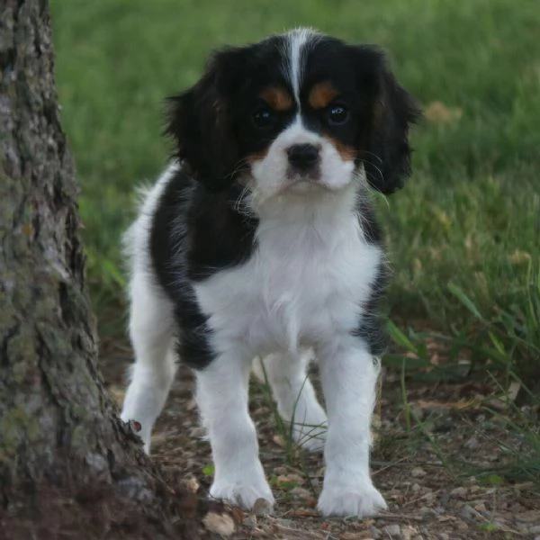 Cavalier King Charles maschio e femmina per ladozione sono 