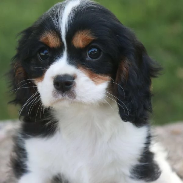 Cavalier King Charles maschio e femmina per ladozione sono  | Foto 0