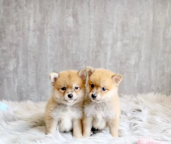 Shiba Inu  maschio e femmina per ladozione | Foto 0