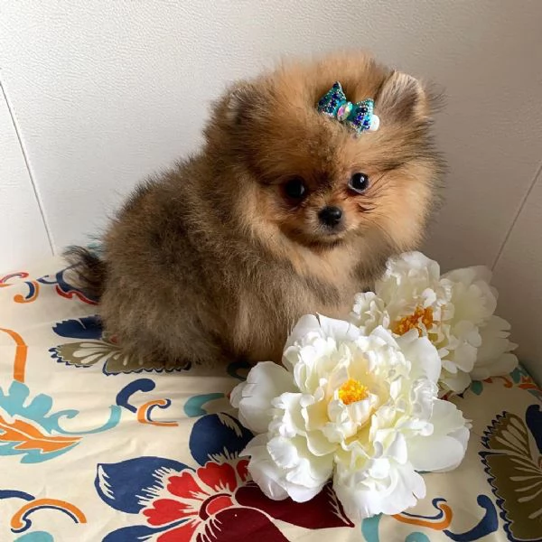2 Valpino Pomeranian maschio e femmina per ladozione
