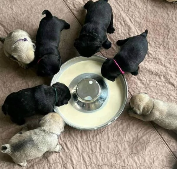 Carlino maschio e femmina per ladozione sono | Foto 0