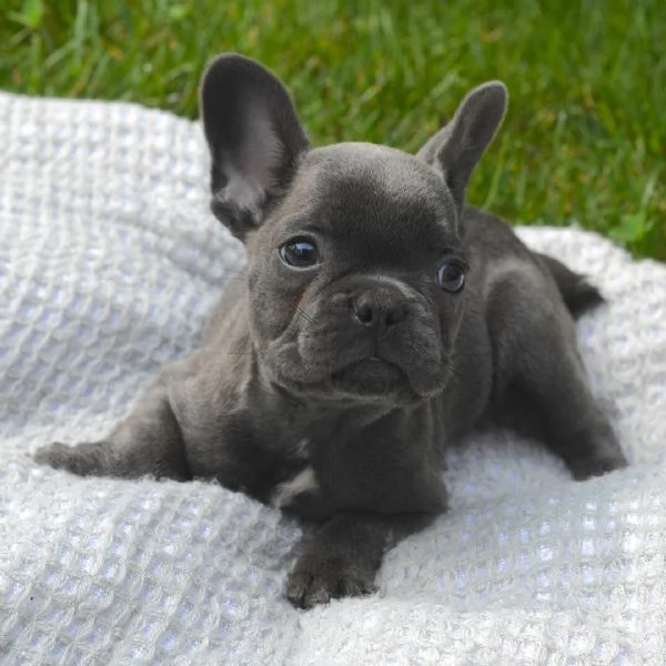 Bouledogue  maschio e femmina per ladozione  | Foto 0
