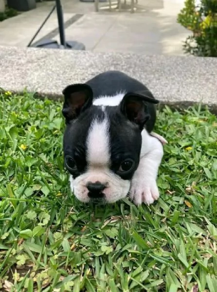 Boston terrier maschio e femmina per ladozione sono | Foto 0