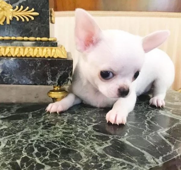 chihuahua maschio e femmina per ladozione