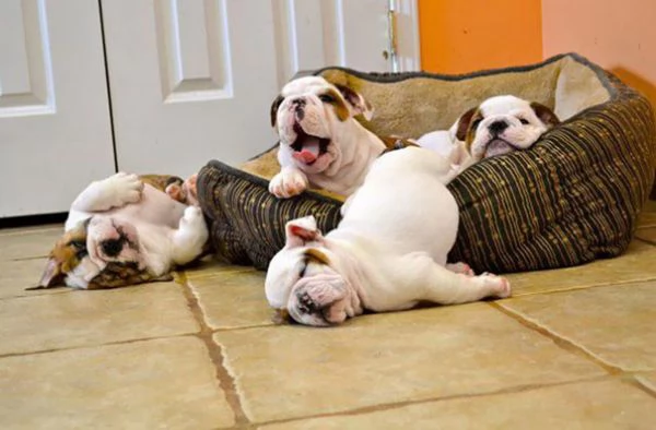 Bulldog inglesi sani in vendita