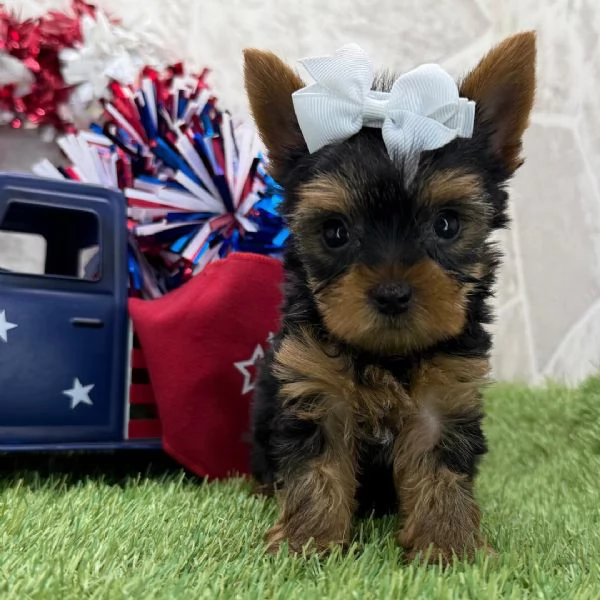 Yorkie aschio e femmina per ladozione sono