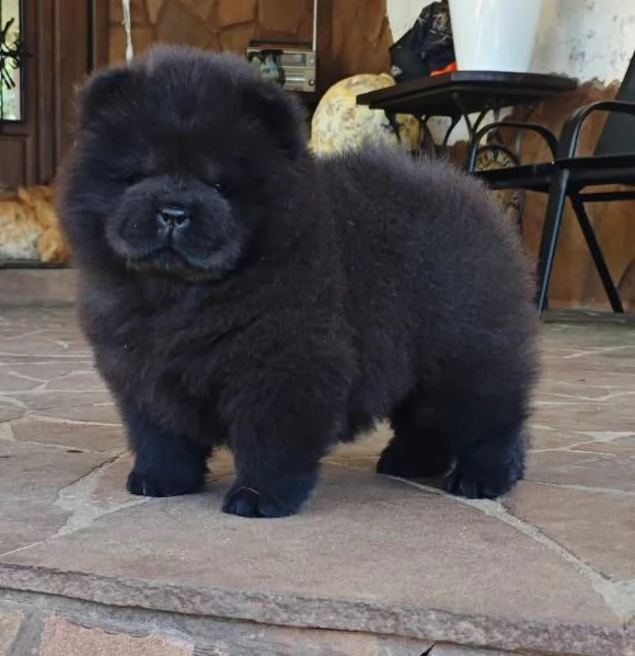 CHOW CHOW maschio e femmina per ladozione sono 
