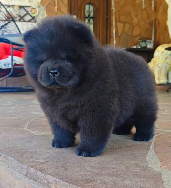 CHOW CHOW maschio e femmina per ladozione sono  | Foto 0