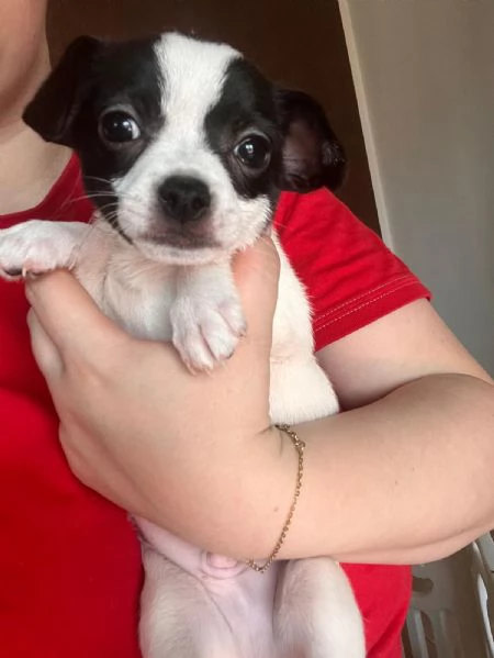 Chihuahua Toy 