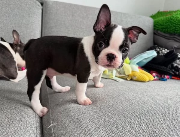 Offerta di adozione maschio e femmina Boston terrier 