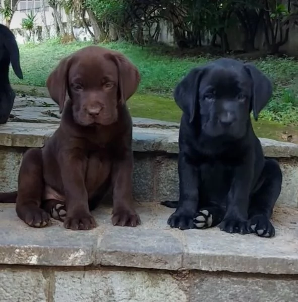 Offerta di adozione maschio e femmina Labrador