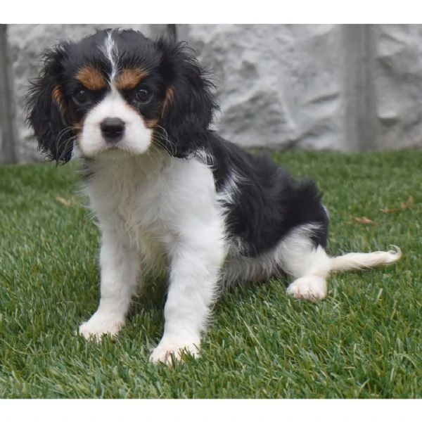 Offerta di adozione maschio e femmina  CAVALIER KING CHARLES