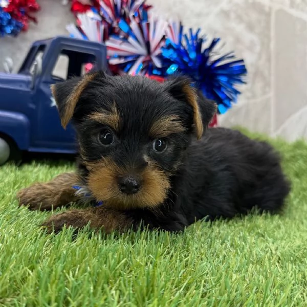 Offerta di adozione maschio e femmina  YORKIE 