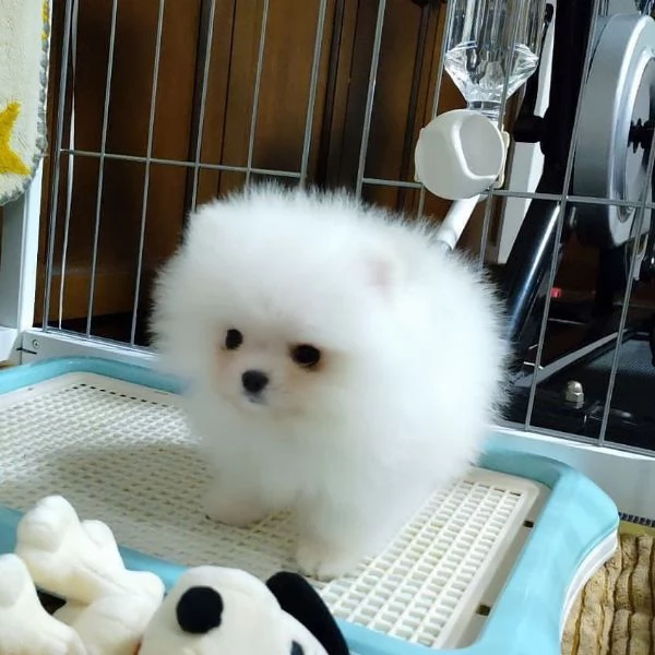 Offerta di adozione maschio e femmina  VALPINO POMERANIAN | Foto 0