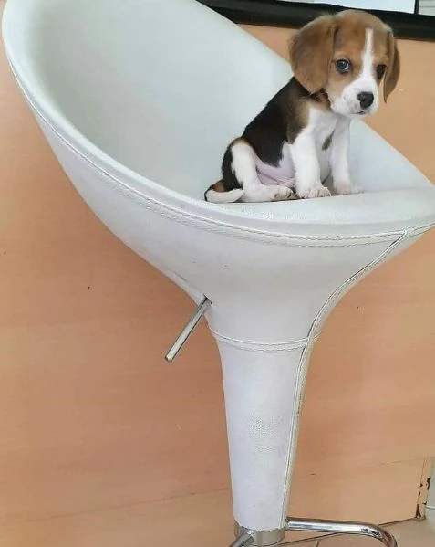 Offerta di adozione maschio e femmina Beagle 