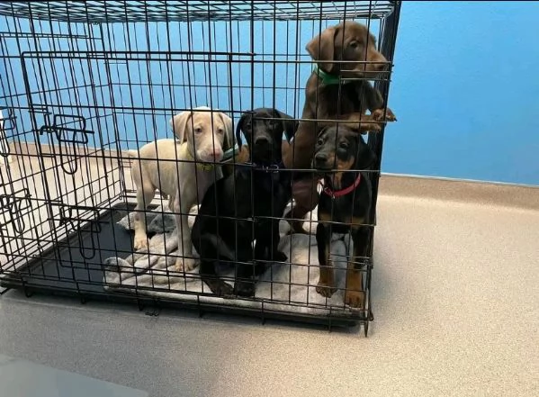 Offerta di adozione maschio e femmina  DOBERMANN