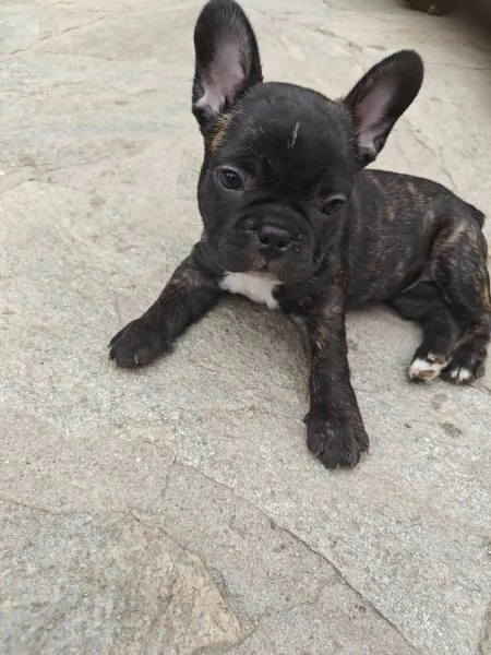 CUCCIOLI DI BULLDOG FRANCESE | Foto 5