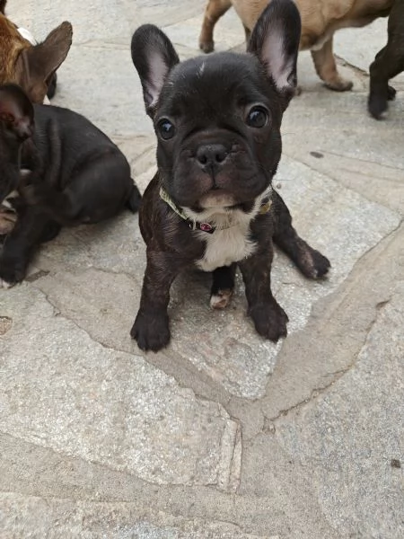 CUCCIOLI DI BULLDOG FRANCESE | Foto 4