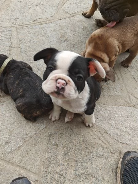 CUCCIOLI DI BULLDOG FRANCESE | Foto 3